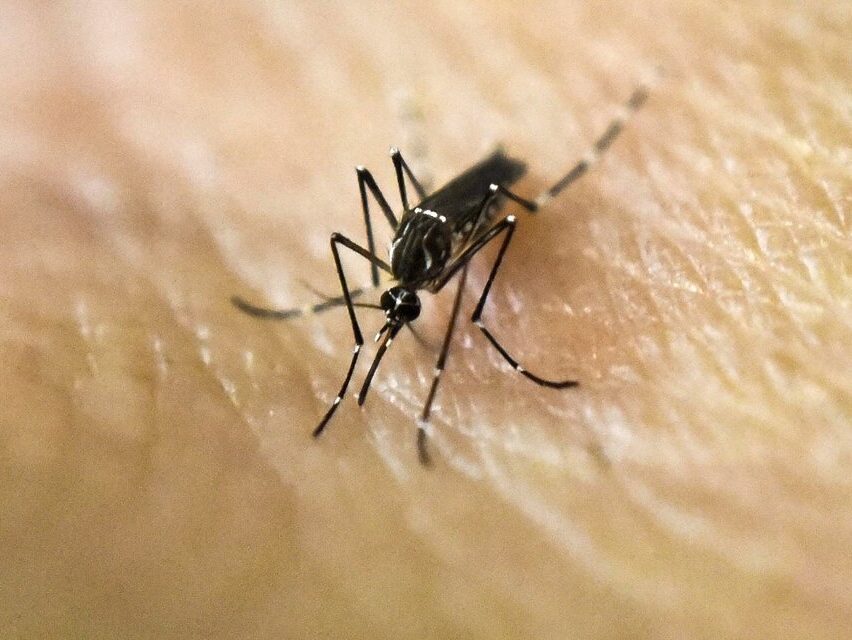Dengue: piden incorporar la vacuna en el calendario nacional